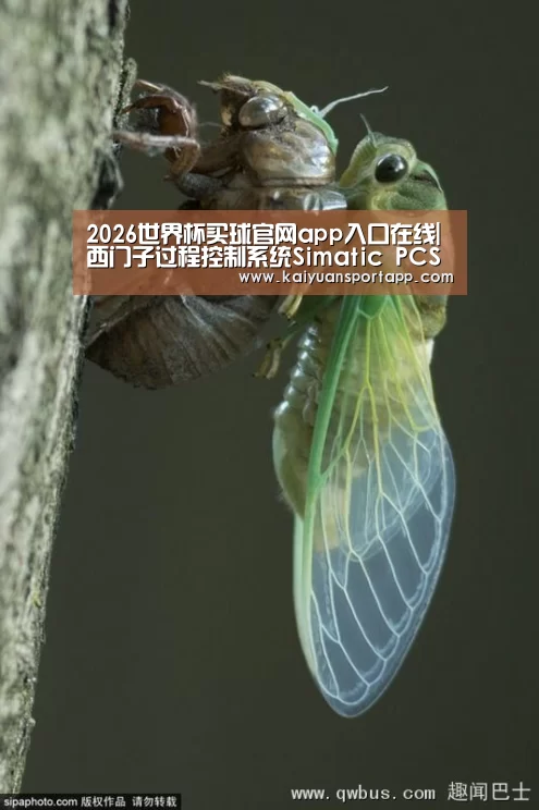 2026世界杯买球官网